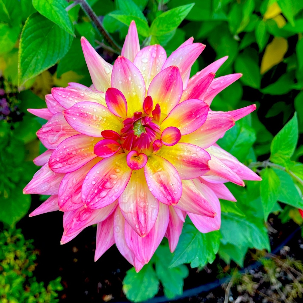 Meet your Posher, Rosie